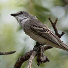 Tyranneau suiriri