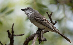 Suiriri Flycatcher