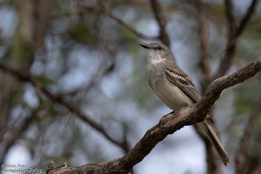 Tyranneau suiririadulte, identification