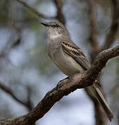 Suiriri Flycatcher