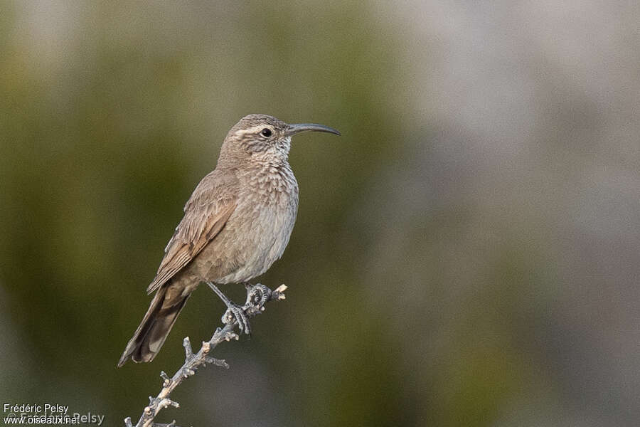 Upucerthie des buissons, identification