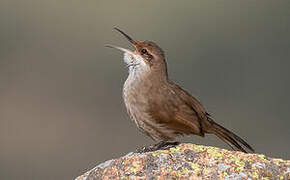 Chaco Earthcreeper