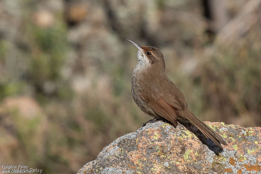 Upucerthie du chaco, identification