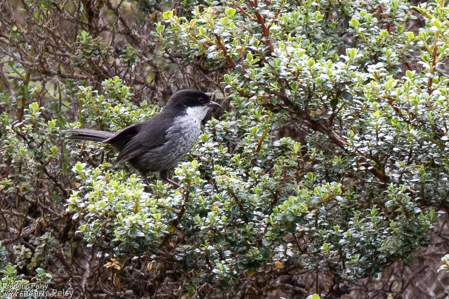 Black-backed Bush Tanageradult, identification