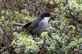 Black-backed Bush Tanager