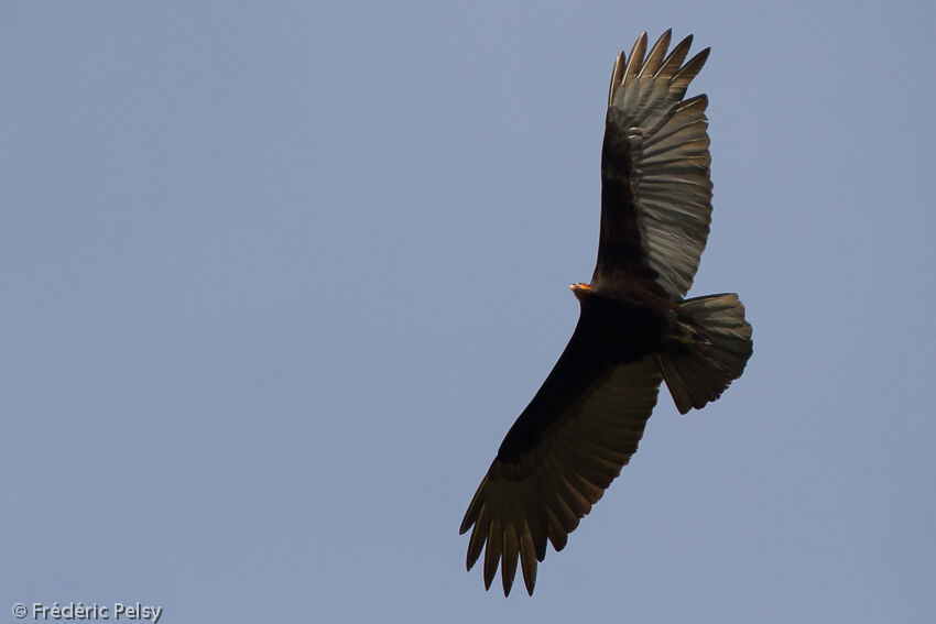 Lesser Yellow-headed Vulture