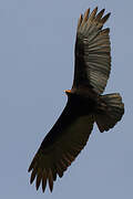 Lesser Yellow-headed Vulture