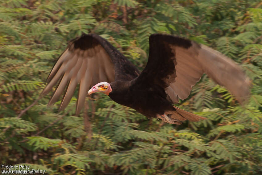 Lesser Yellow-headed Vultureadult, Flight