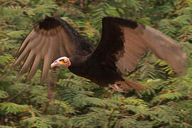 Lesser Yellow-headed Vulture