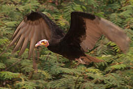 Lesser Yellow-headed Vulture