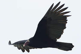 Turkey Vulture