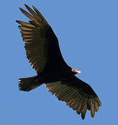 Turkey Vulture