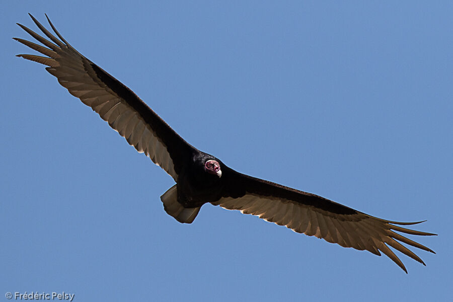 Turkey Vulture