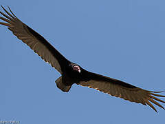 Turkey Vulture