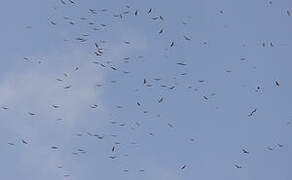 Turkey Vulture