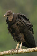 Black Vulture