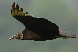 Black Vulture