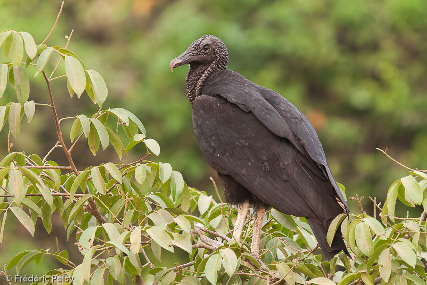 Black Vulture