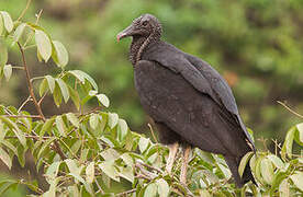 Black Vulture