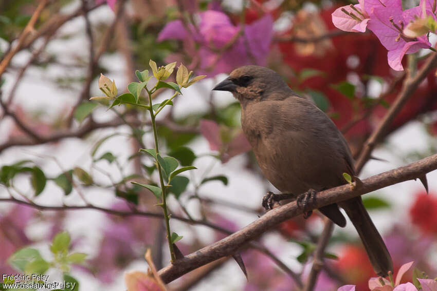 Greyish Baywingadult