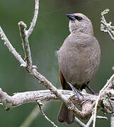 Greyish Baywing