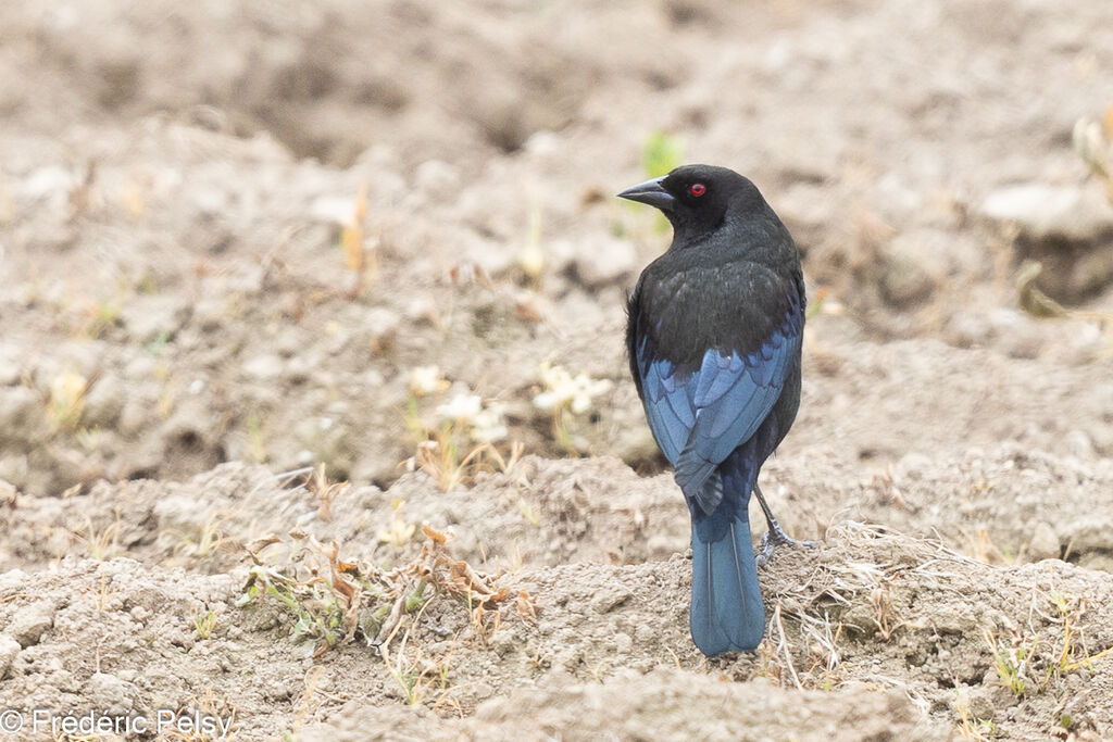 Bronzed Cowbird