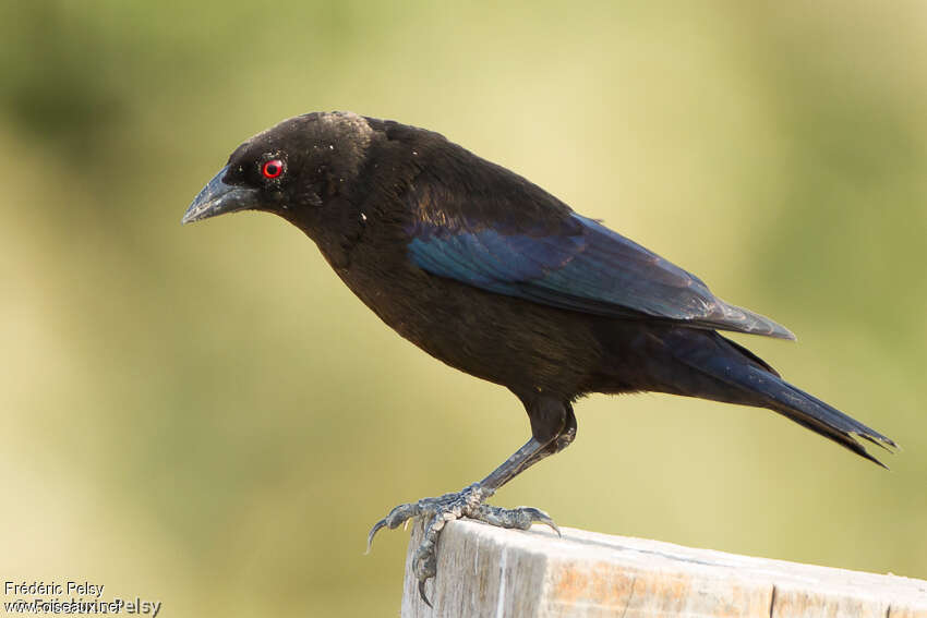 Bronze-brown Cowbird male adult, pigmentation