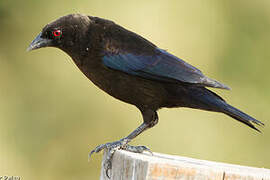 Bronze-brown Cowbird