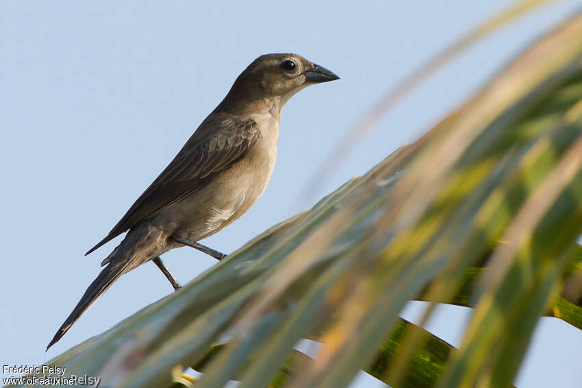 Bronze-brown Cowbird female adult, identification