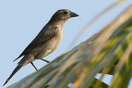 Bronze-brown Cowbird