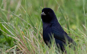 Shiny Cowbird