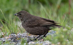 Shiny Cowbird