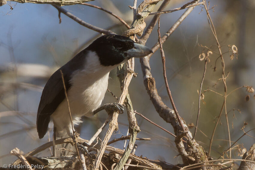 Lafresnaye's Vanga male adult