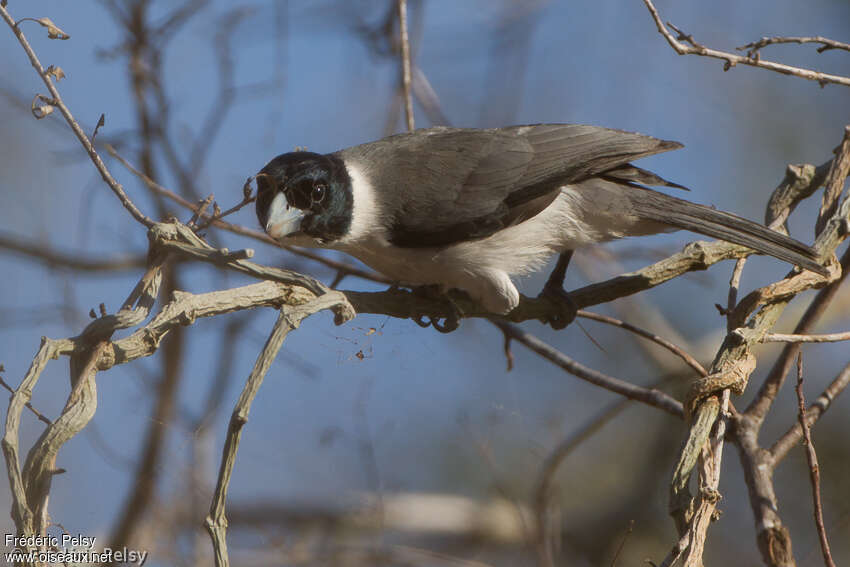 Lafresnaye's Vanga male adult, Behaviour