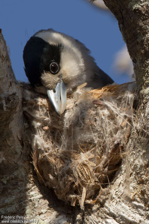 Lafresnaye's Vanga female adult, Reproduction-nesting