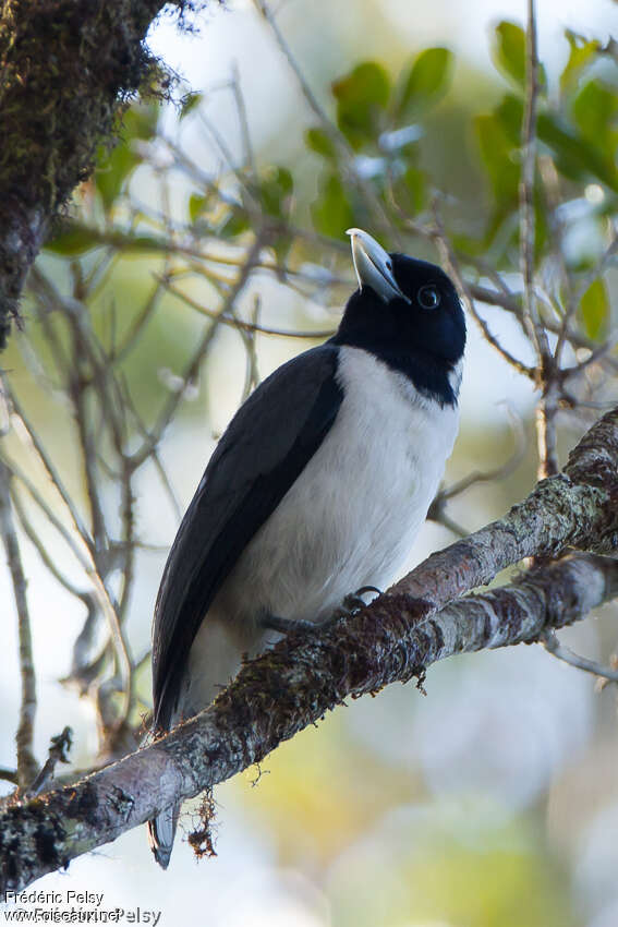 Pollen's Vanga male adult, identification