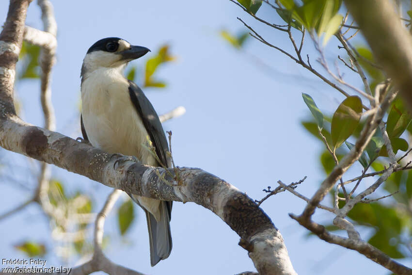 Van Dam's Vanga female adult, identification