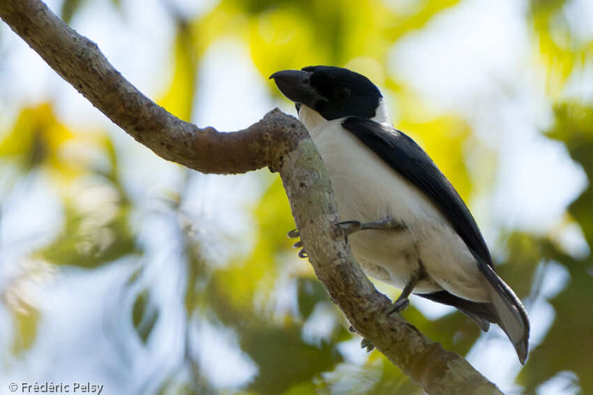 Van Dam's Vanga male adult