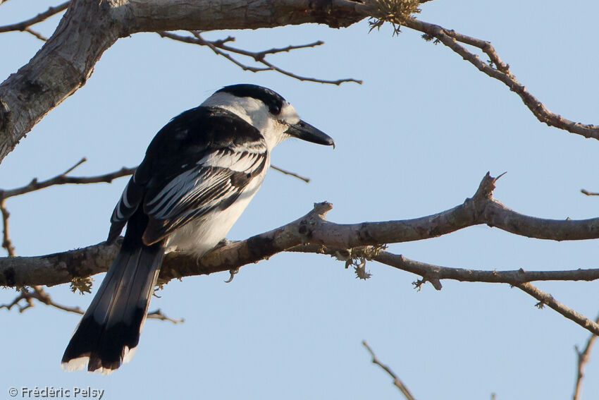 Hook-billed Vangaadult