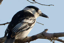 Hook-billed Vanga