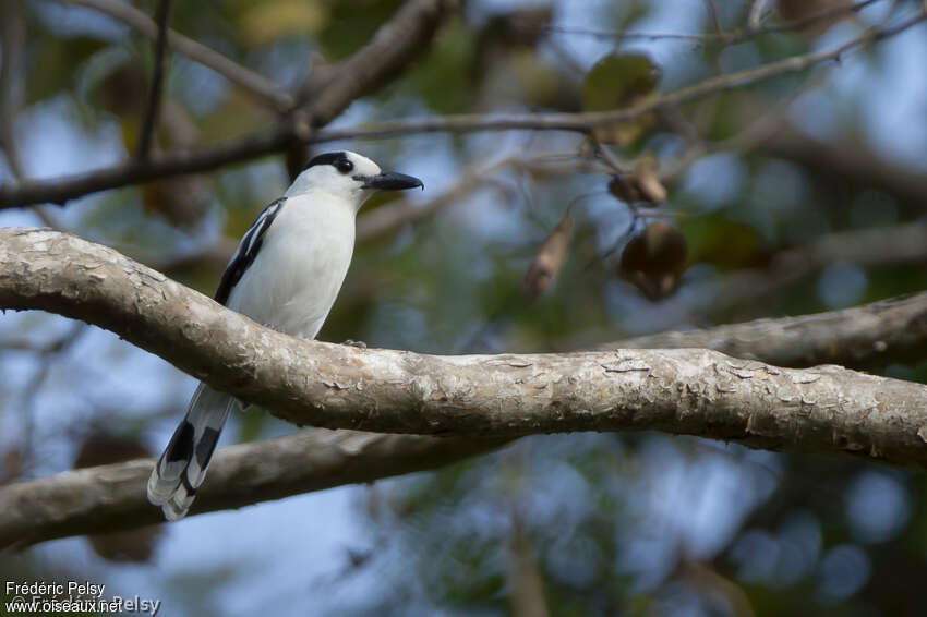 Hook-billed Vangaadult