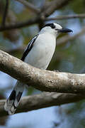 Hook-billed Vanga