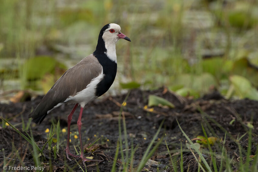 Long-toed Lapwingadult