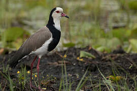 Long-toed Lapwing