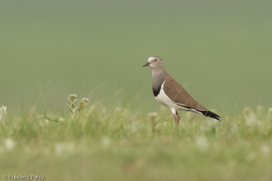 Black-winged Lapwingadult