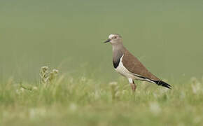 Black-winged Lapwing