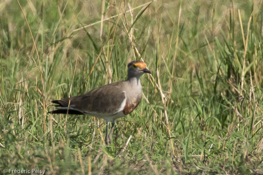 Brown-chested Lapwingadult