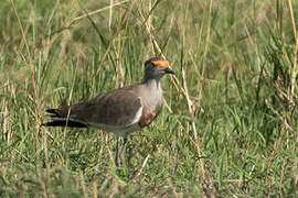 Brown-chested Lapwing