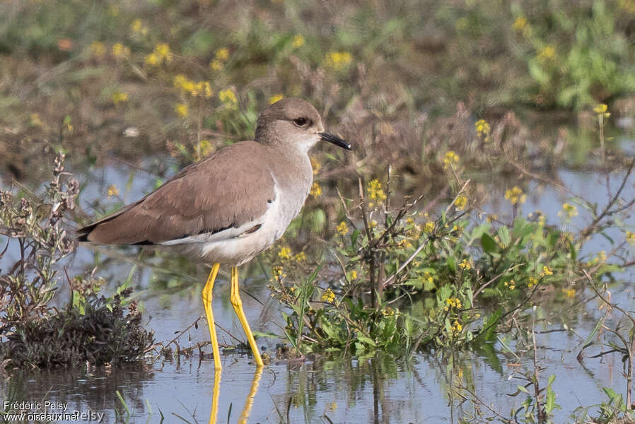 White-tailed Lapwingadult, habitat, pigmentation