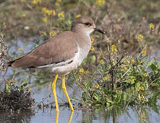 White-tailed Lapwing